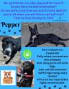 Pepper