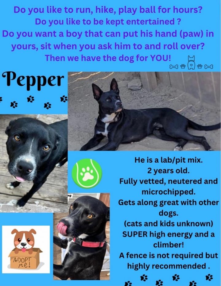 Pepper, an adoptable Labrador Retriever & Pit Bull Terrier Mix in Scranton, PA_image-5