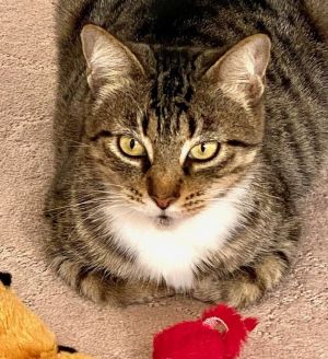 Young Adult Tabby Female MIKA is a super-sweet petite 1-year-old brown spotted tuxedo tabby very b