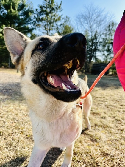 Spotem (Spot-em), an adoptable German Shepherd Dog, Mixed Breed in Wisconsin Rapids, WI, 54494 | Photo Image 1