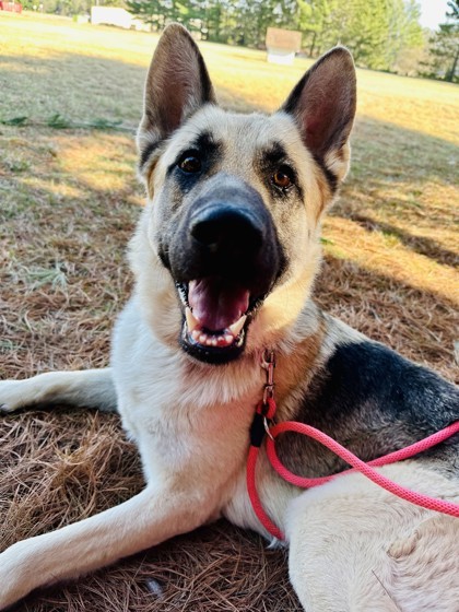 Spotem (Spot-em), an adoptable German Shepherd Dog, Mixed Breed in Wisconsin Rapids, WI, 54494 | Photo Image 3