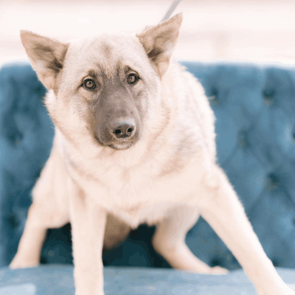 do norwegian elkhound like to cuddle