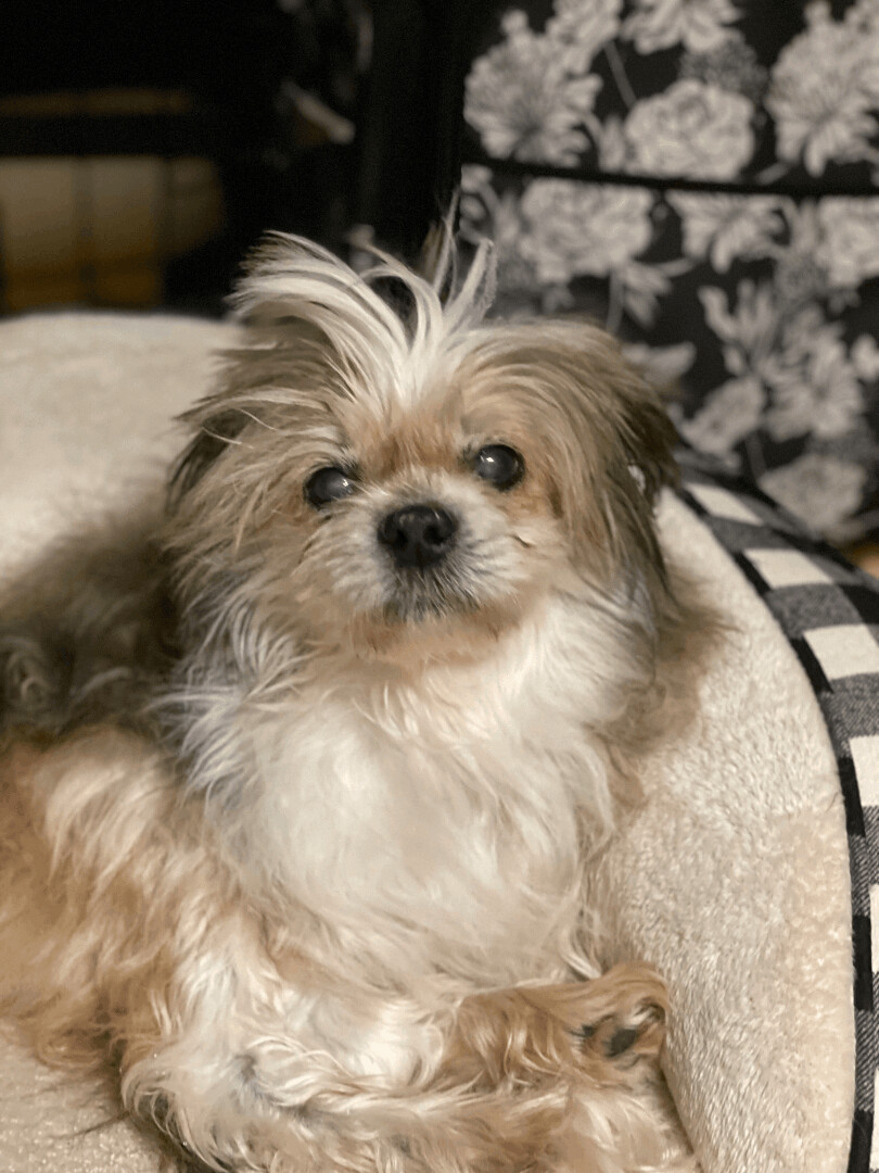 Pepper, an adoptable Pomeranian, Shih Tzu in Mooresville, NC, 28117 | Photo Image 1