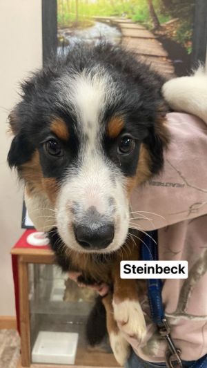 Steinbeck