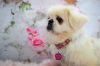 Dolly Parton