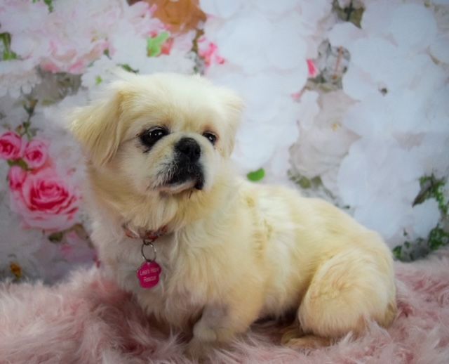 Dolly Parton, an adoptable Pekingese in Decatur, IL_image-2