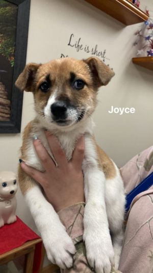 Joyce