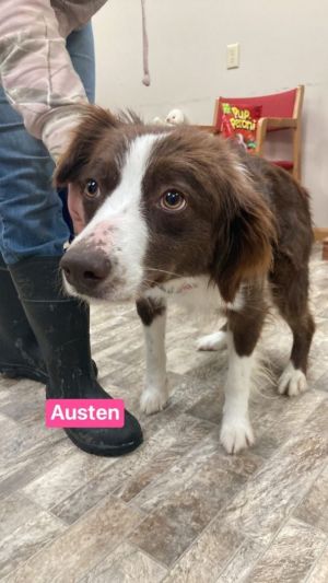 Austen
