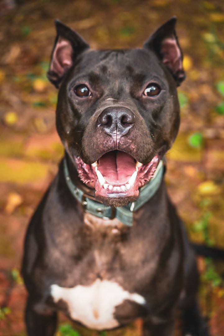 Amstaff parkour best sale