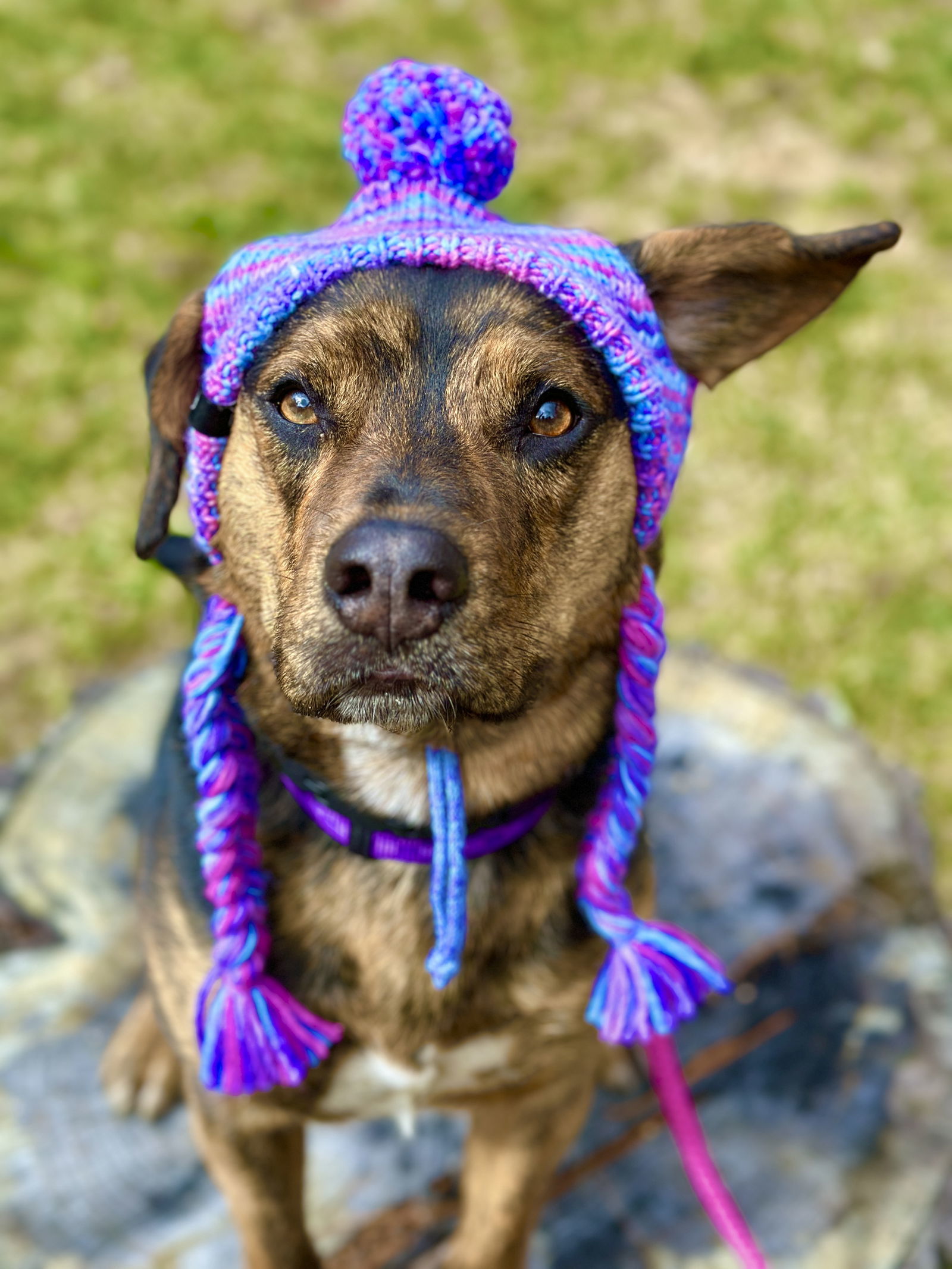 Andy (Scratch), an adoptable Plott Hound in West Cornwall, CT, 06796 | Photo Image 1