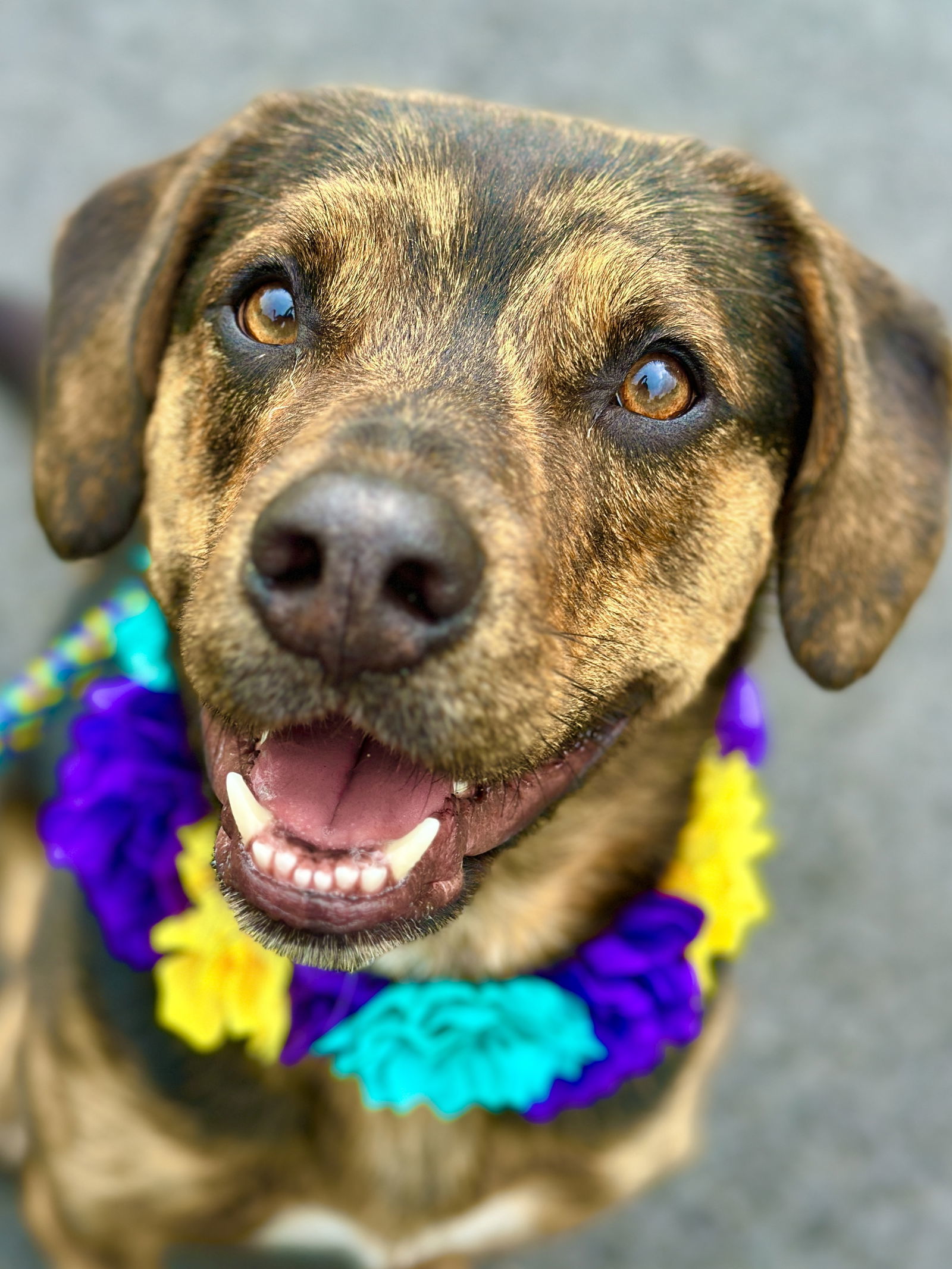 Andy (Scratch), an adoptable Plott Hound in West Cornwall, CT, 06796 | Photo Image 1