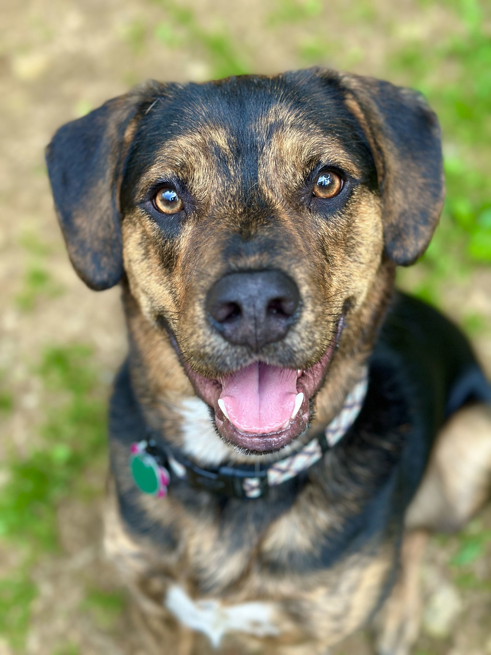 Andy (Scratch), an adoptable Plott Hound in West Cornwall, CT, 06796 | Photo Image 2