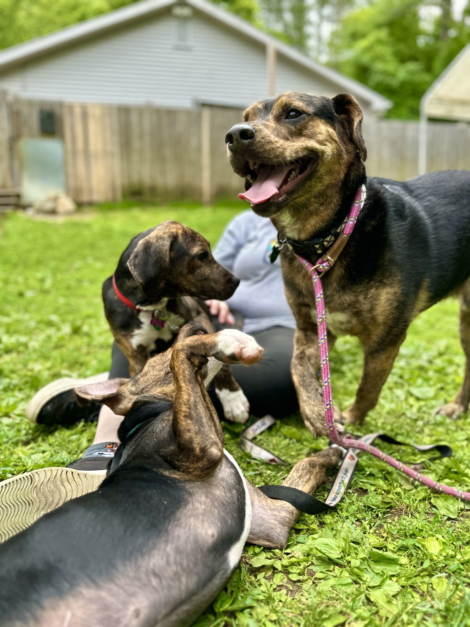 Andy (Scratch), an adoptable Plott Hound in West Cornwall, CT, 06796 | Photo Image 3