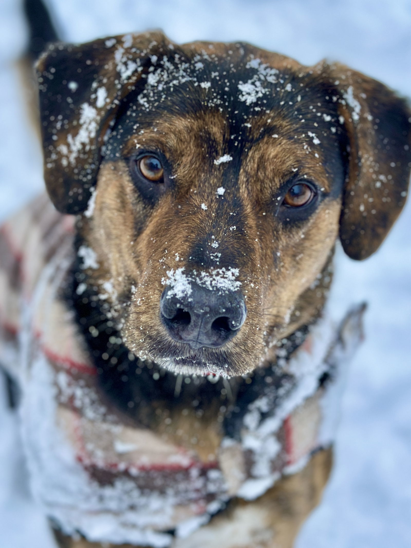 Andy (Scratch), an adoptable Plott Hound in West Cornwall, CT, 06796 | Photo Image 3