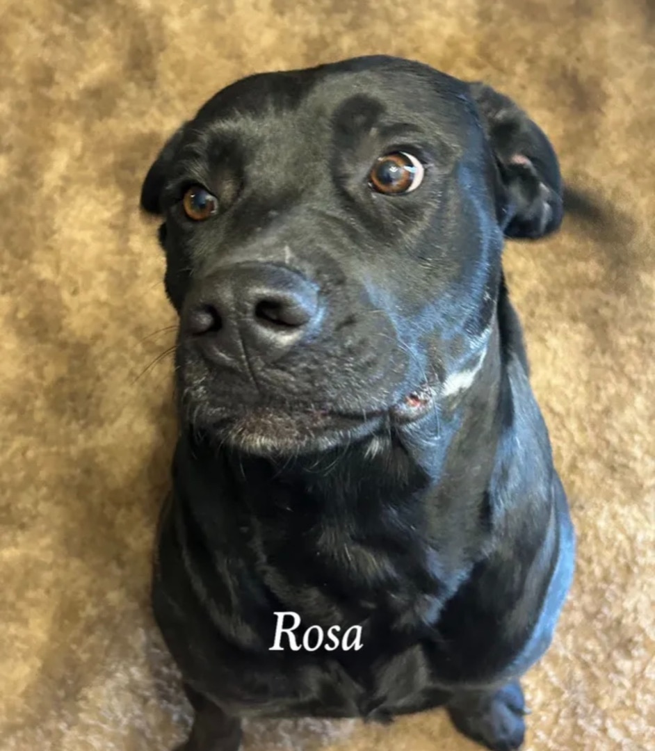 Rosa , an adoptable Pit Bull Terrier in Canyon, TX, 79015 | Photo Image 1