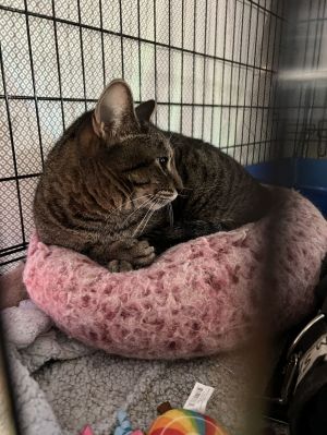 Jalepeno, Adult Female Tabby