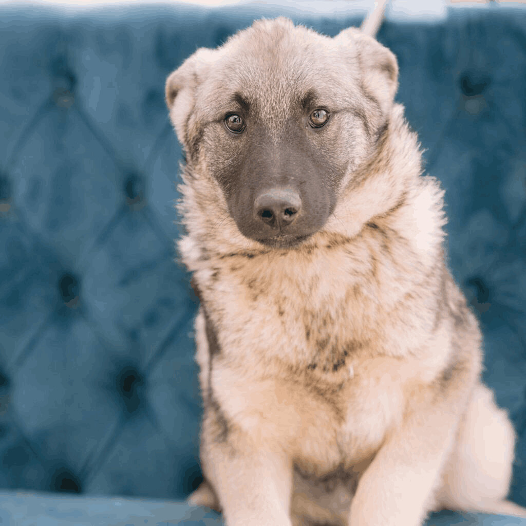 do norwegian elkhound like to cuddle