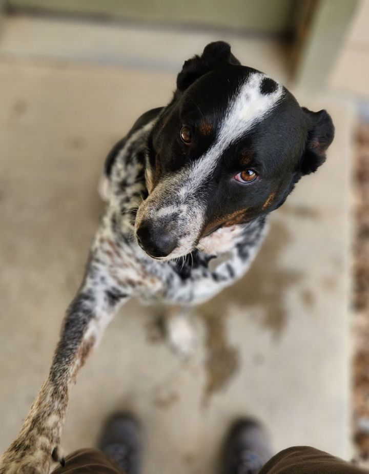 Cowboy, an adoptable Cattle Dog in Jacksonville, OR_image-1