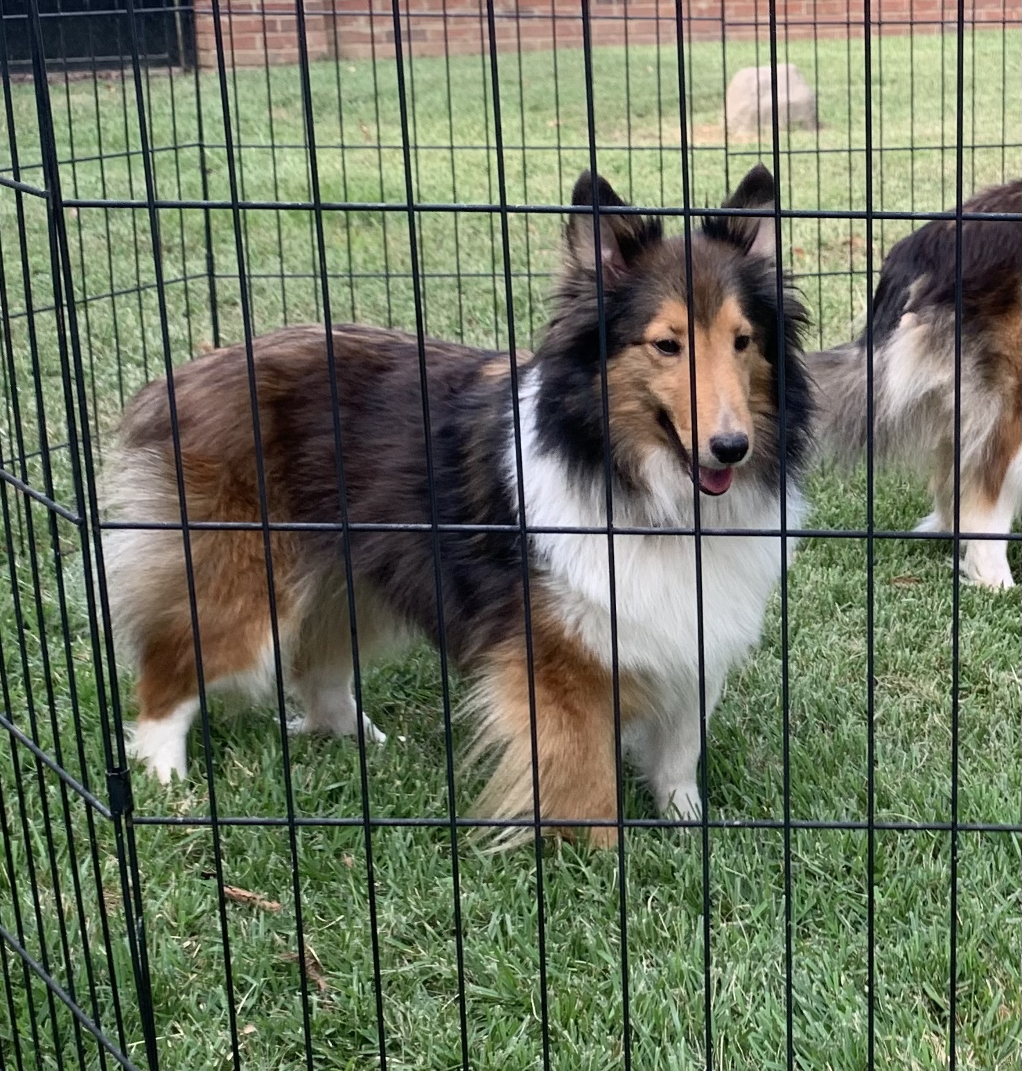 Dog for adoption Whitney, a Shetland Sheepdog / Sheltie in