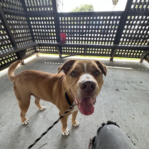 Rocky, an adoptable Pit Bull Terrier in Corpus Christi, TX, 78415 | Photo Image 3