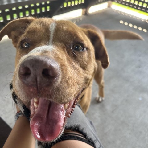 Rocky, an adoptable Pit Bull Terrier in Corpus Christi, TX, 78415 | Photo Image 4