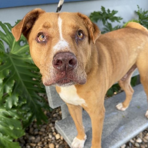 Rocky, an adoptable Pit Bull Terrier in Corpus Christi, TX, 78415 | Photo Image 6