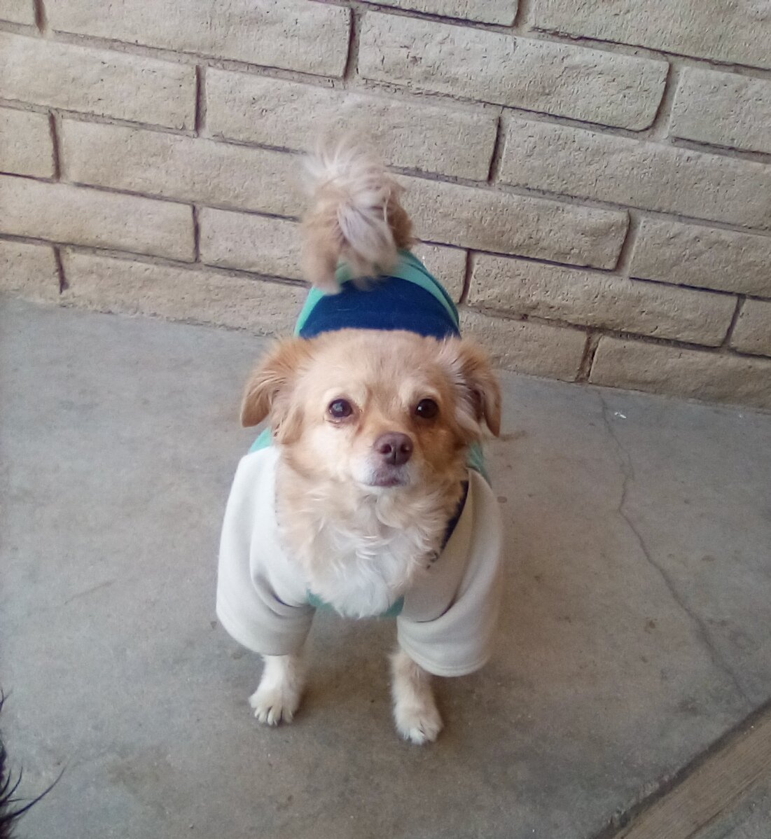 Reba-ADOPTED w/ Sophie, an adoptable Pomeranian, Chihuahua in Apple Valley, CA, 92307 | Photo Image 1