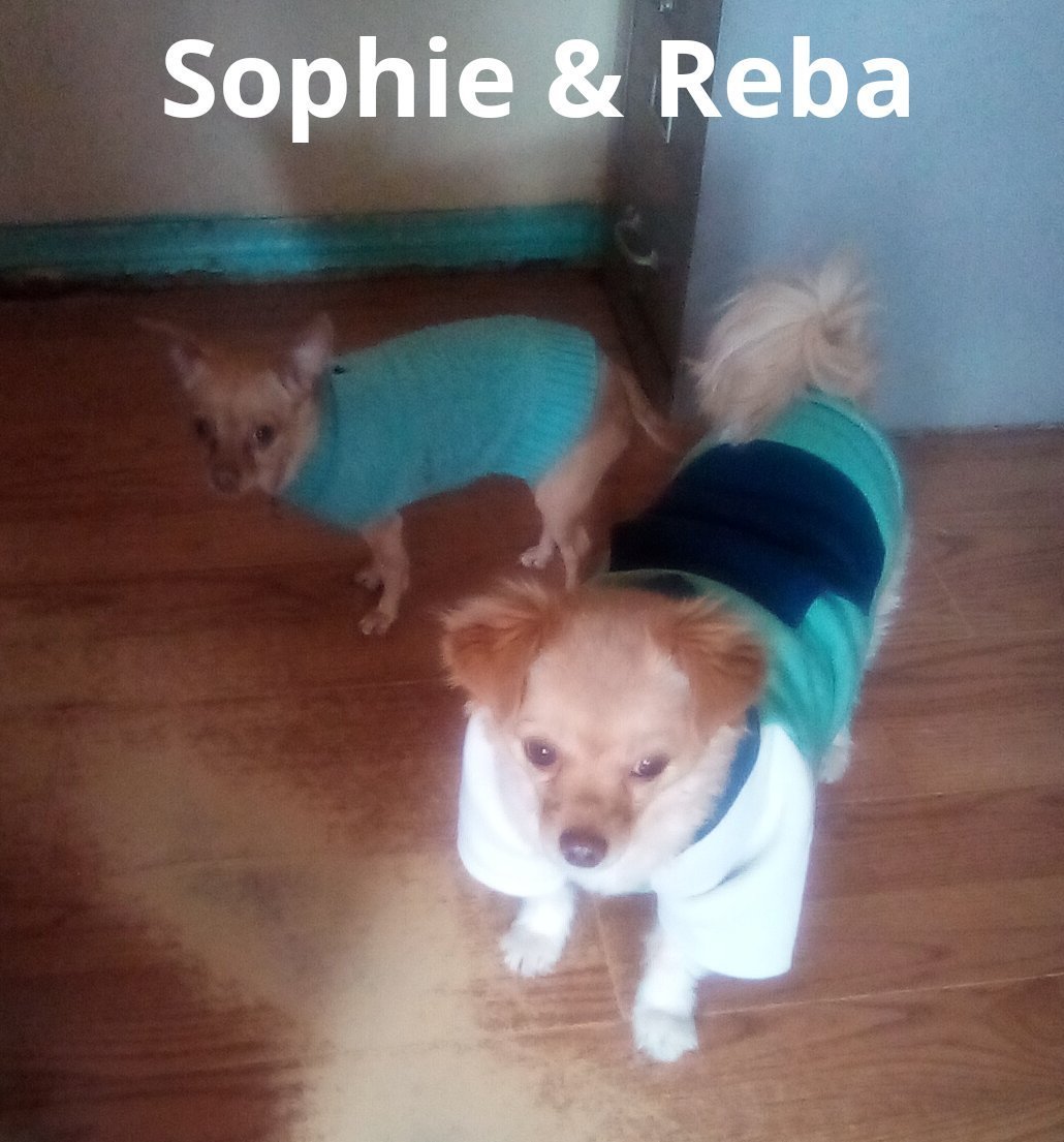 Reba-ADOPTED w/ Sophie, an adoptable Pomeranian, Chihuahua in Apple Valley, CA, 92307 | Photo Image 2