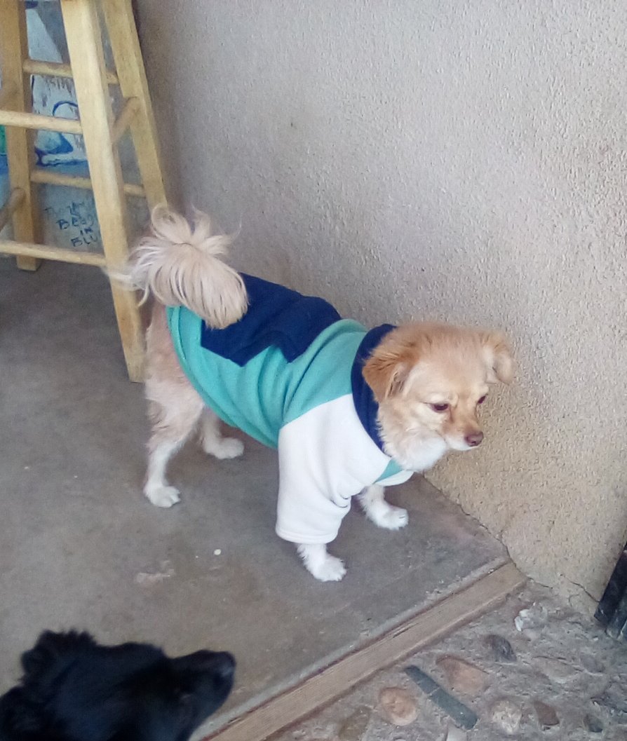 Reba-ADOPTED w/ Sophie, an adoptable Pomeranian, Chihuahua in Apple Valley, CA, 92307 | Photo Image 3