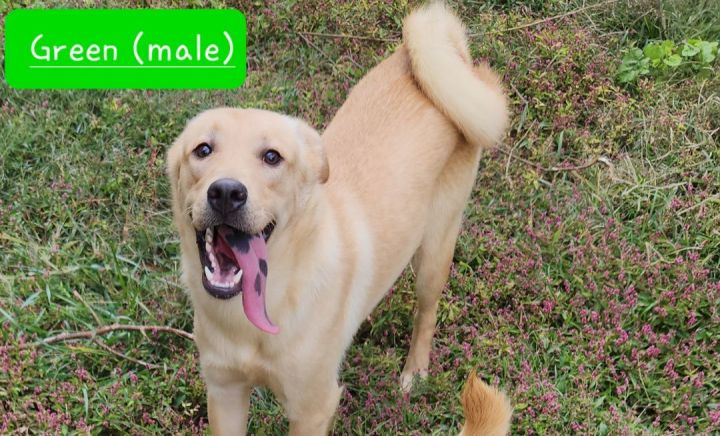 Dog For Adoption - Ivy'S Puppies, A Labrador Retriever & Great Pyrenees Mix  In Cedartown, Ga | Petfinder