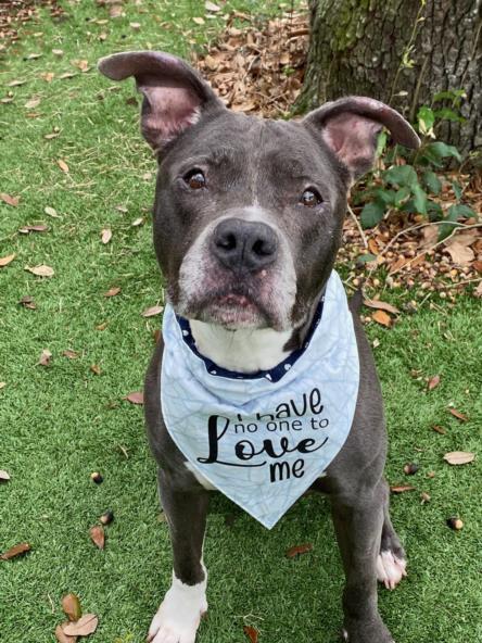 ZOEY, an adoptable Mixed Breed in Palmetto, FL, 34221 | Photo Image 1