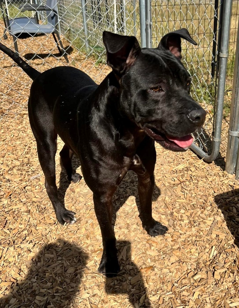 NIKO, an adoptable Pit Bull Terrier, Labrador Retriever in Lemoore, CA, 93245 | Photo Image 1