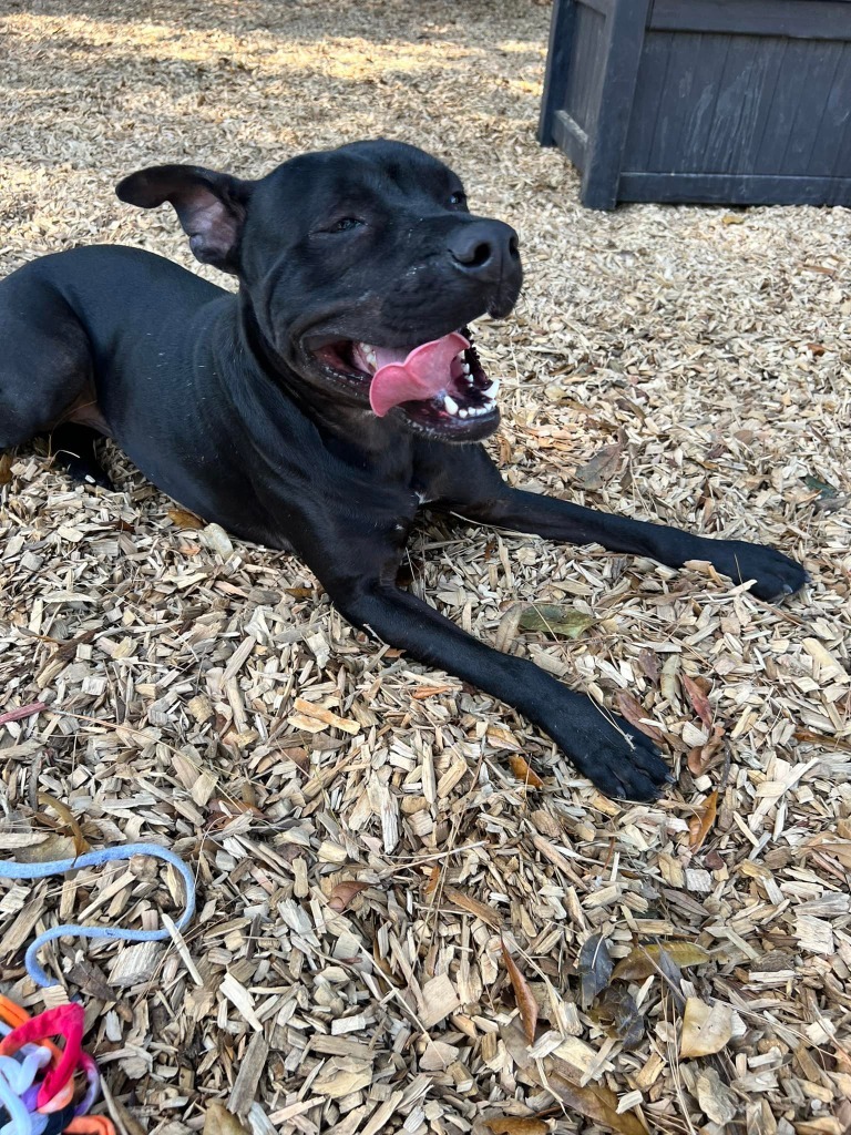 NIKO, an adoptable Pit Bull Terrier, Labrador Retriever in Lemoore, CA, 93245 | Photo Image 2