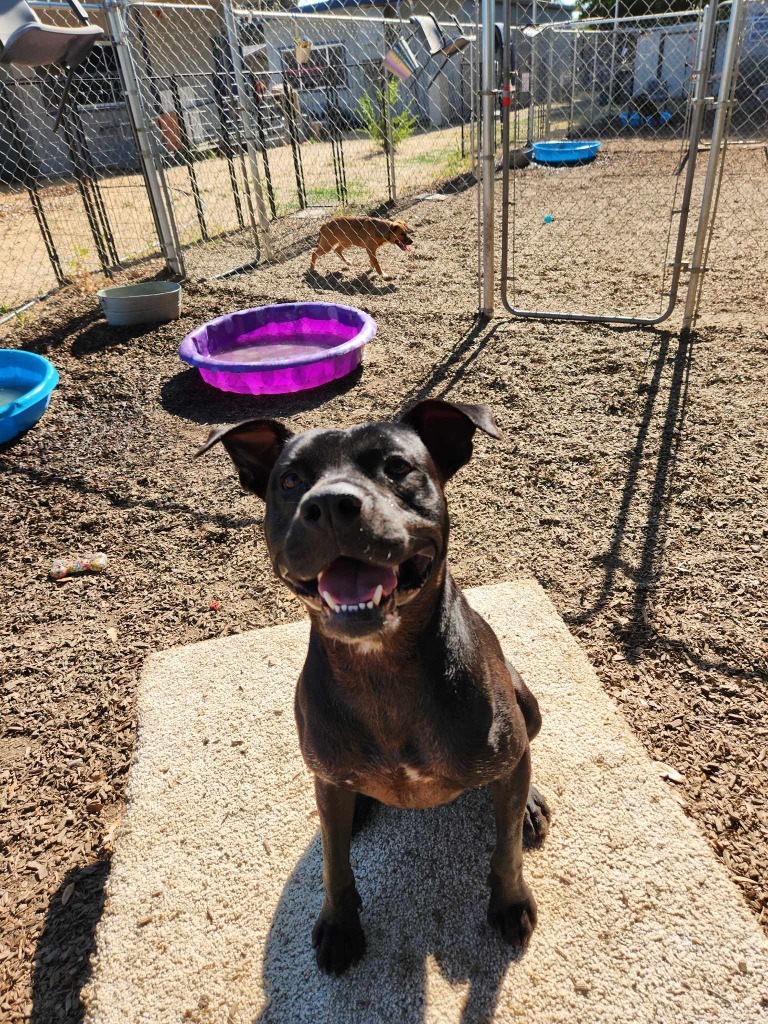 NIKO, an adoptable Pit Bull Terrier, Labrador Retriever in Lemoore, CA, 93245 | Photo Image 3