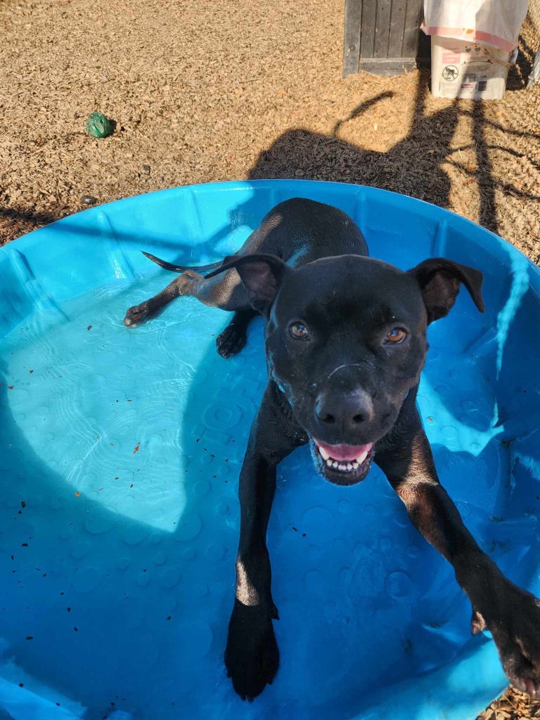 NIKO, an adoptable Pit Bull Terrier, Labrador Retriever in Lemoore, CA, 93245 | Photo Image 4