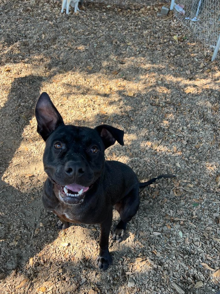 NIKO, an adoptable Pit Bull Terrier, Labrador Retriever in Lemoore, CA, 93245 | Photo Image 5