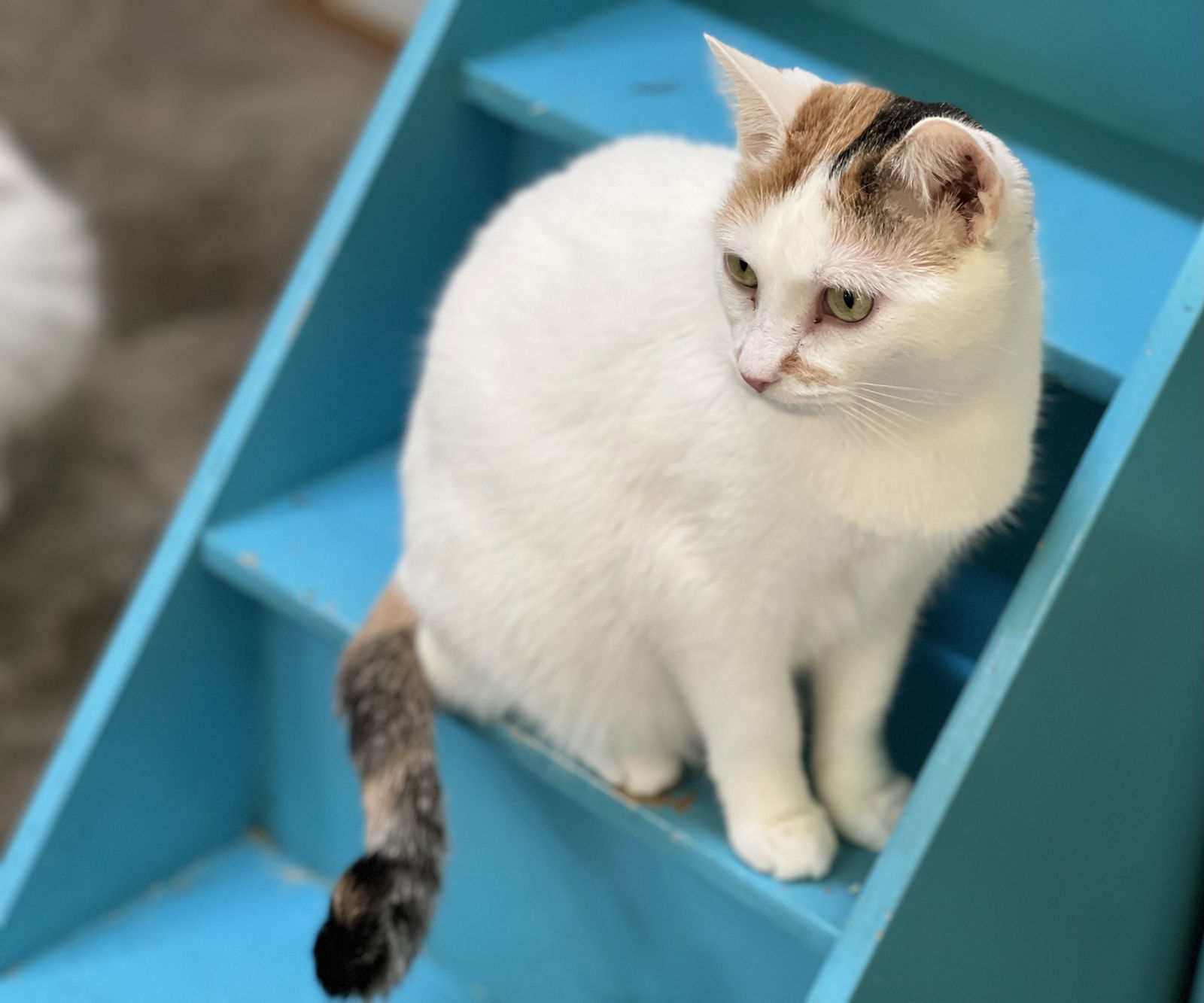 Ginger, an adoptable Domestic Short Hair in Estherville, IA, 51334 | Photo Image 1