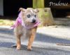 Prudence