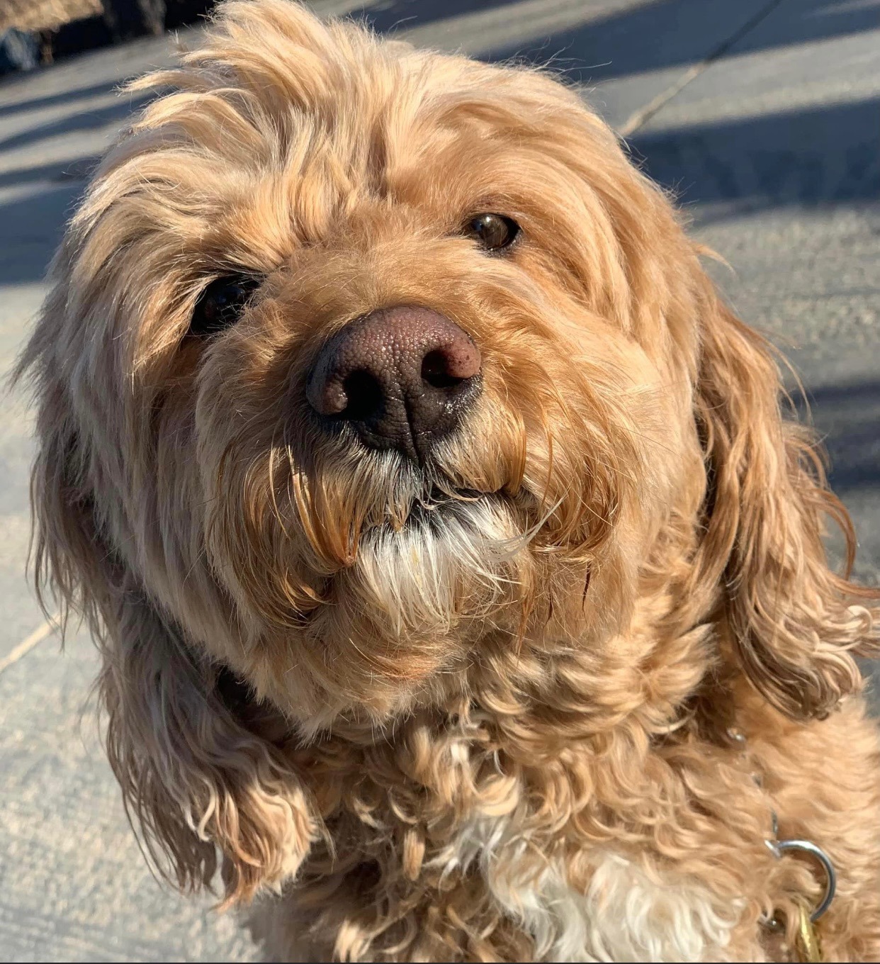 Frankie S 23-22078-2, an adoptable Cockapoo in Parker, CO, 80134 | Photo Image 1