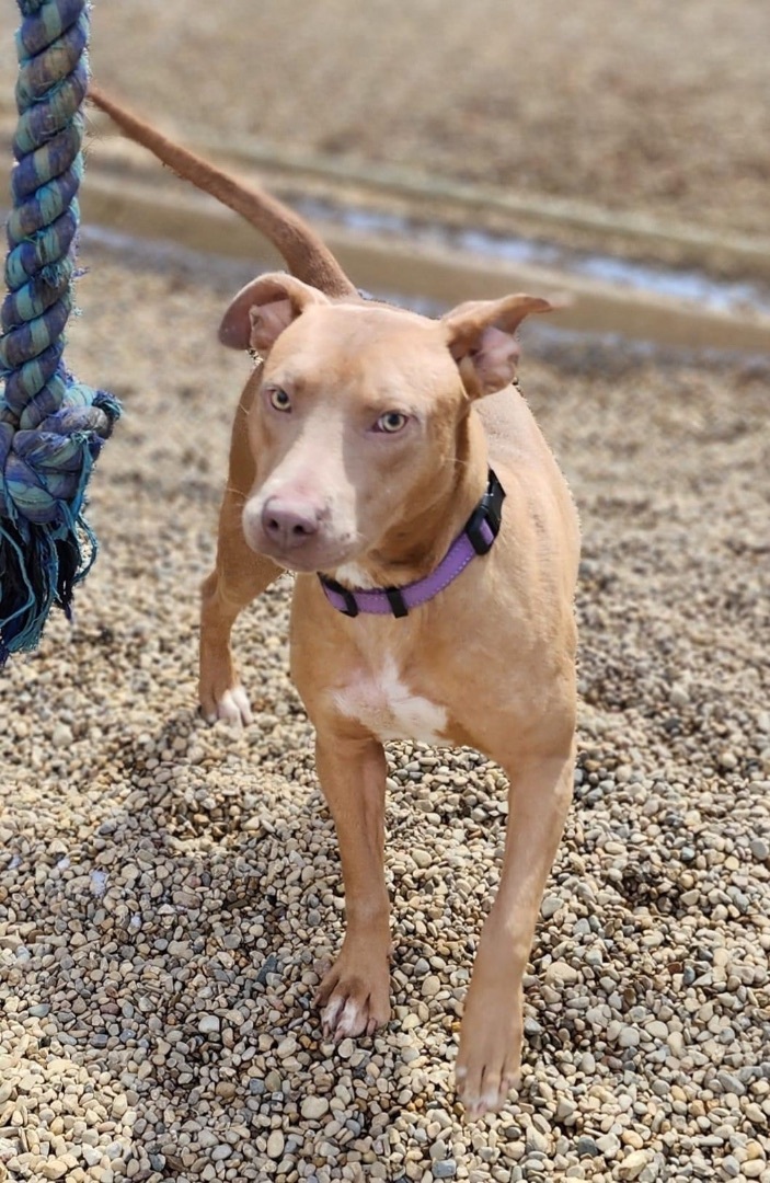 Millie, an adoptable Terrier in Lacon, IL_image-1