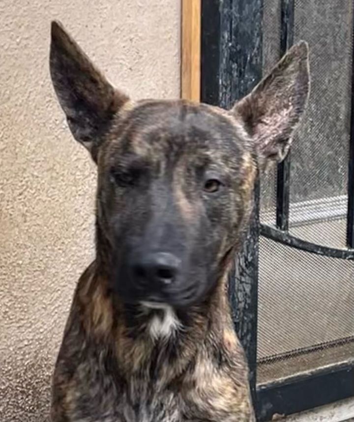 American staffordshire store terrier shepherd mix