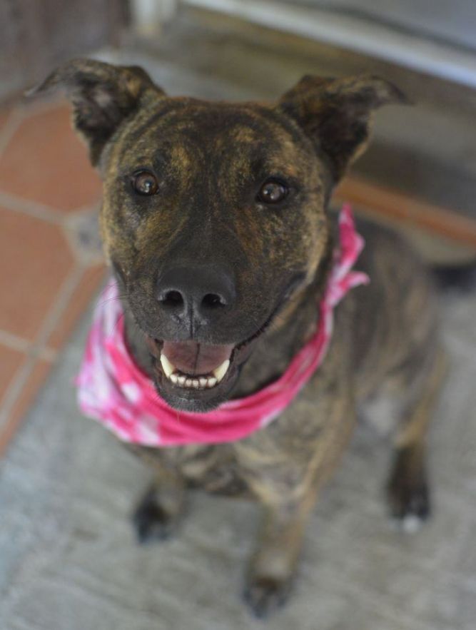 Shepherd terrier mix store brindle