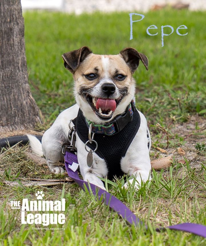 Pepe, an adoptable Jack Russell Terrier & Chihuahua Mix in Clermont, FL_image-2
