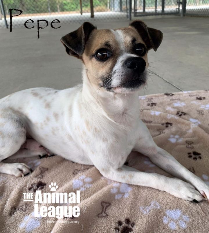 Pepe, an adoptable Jack Russell Terrier & Chihuahua Mix in Clermont, FL_image-4