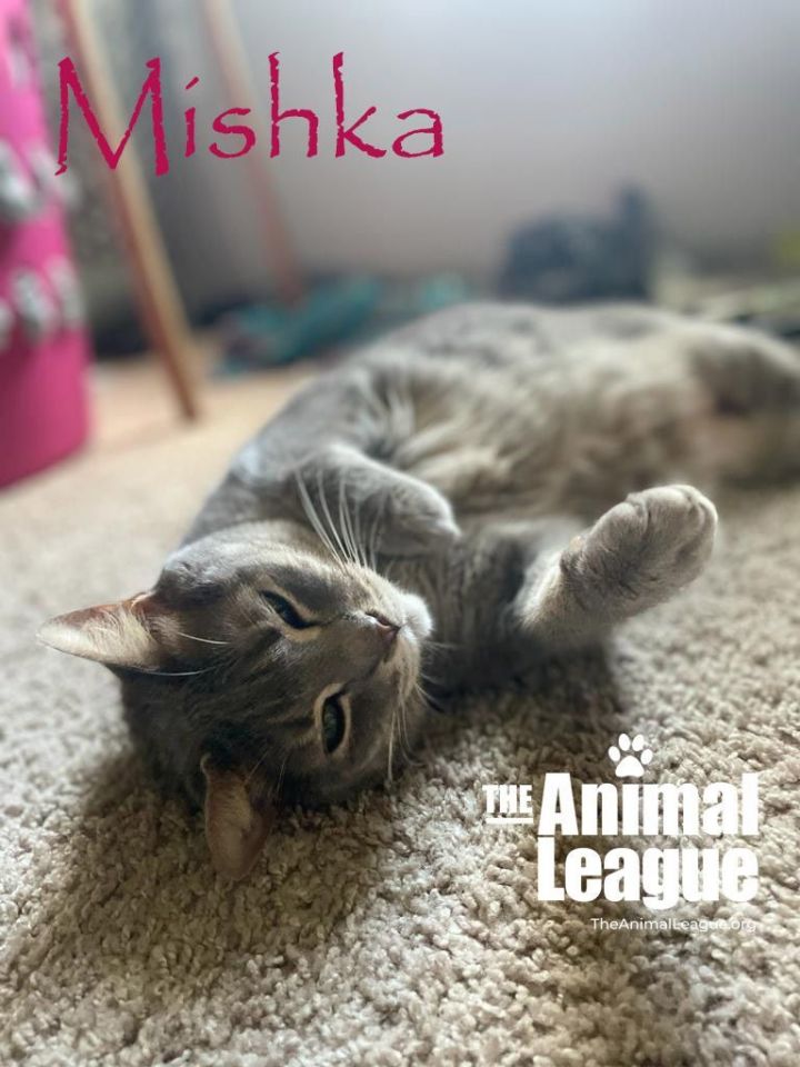 Mishka, an adoptable Domestic Short Hair Mix in Clermont, FL_image-2