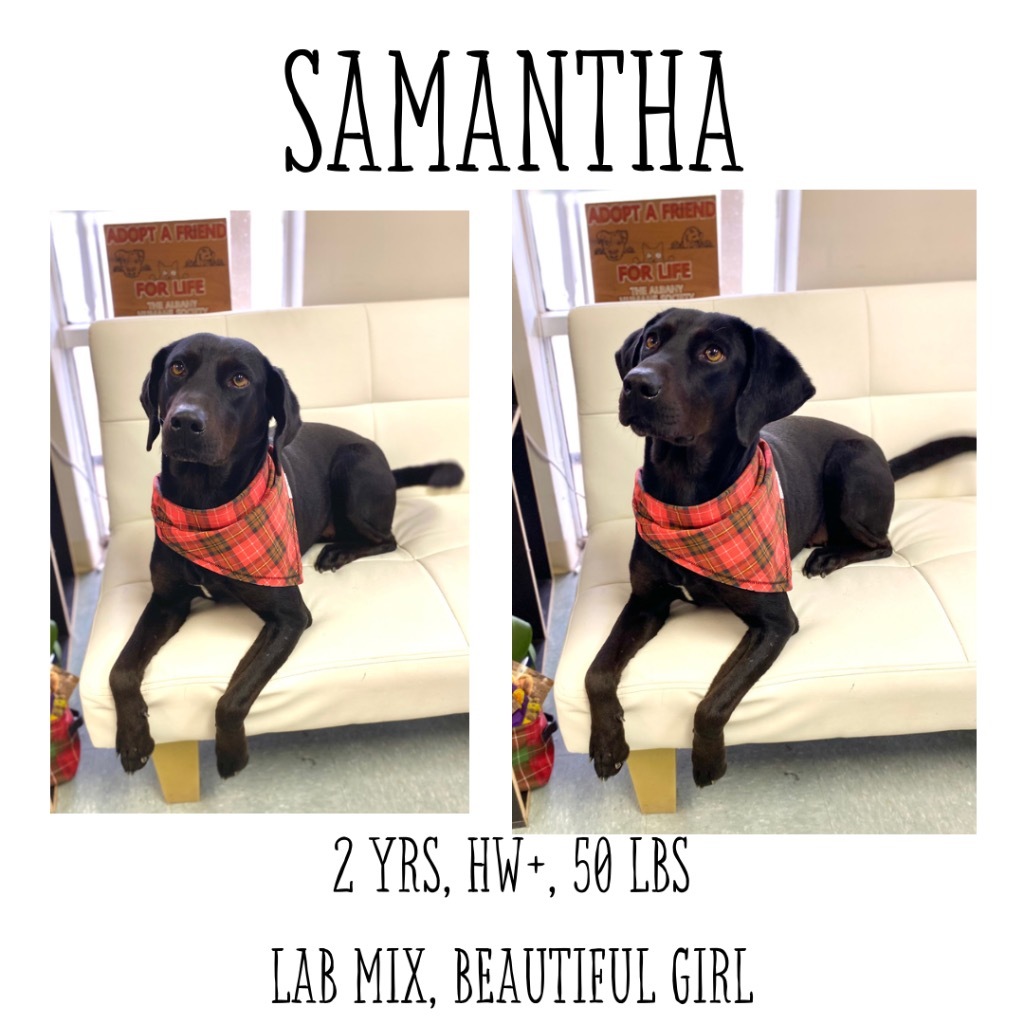 Samantha, an adoptable Labrador Retriever, Coonhound in Albany, GA, 31706 | Photo Image 1