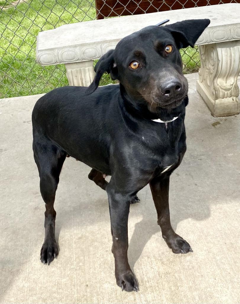 Samantha, an adoptable Labrador Retriever, Coonhound in Albany, GA, 31706 | Photo Image 2