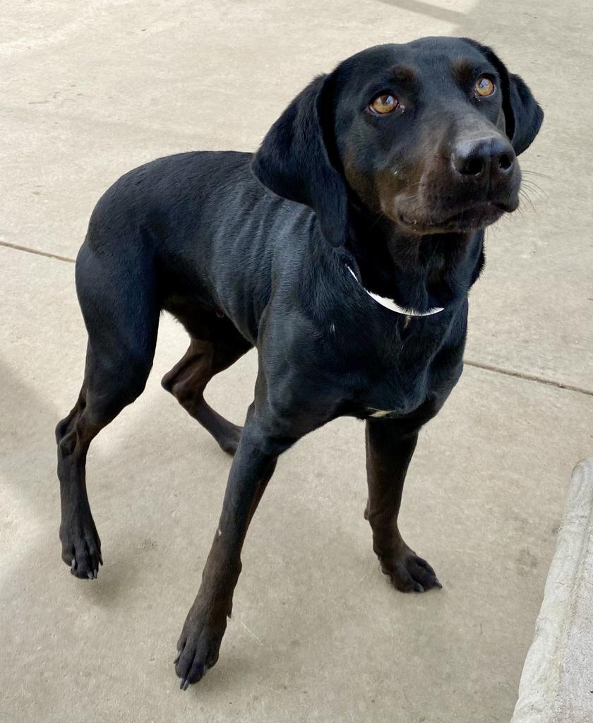 Samantha, an adoptable Labrador Retriever, Coonhound in Albany, GA, 31706 | Photo Image 3