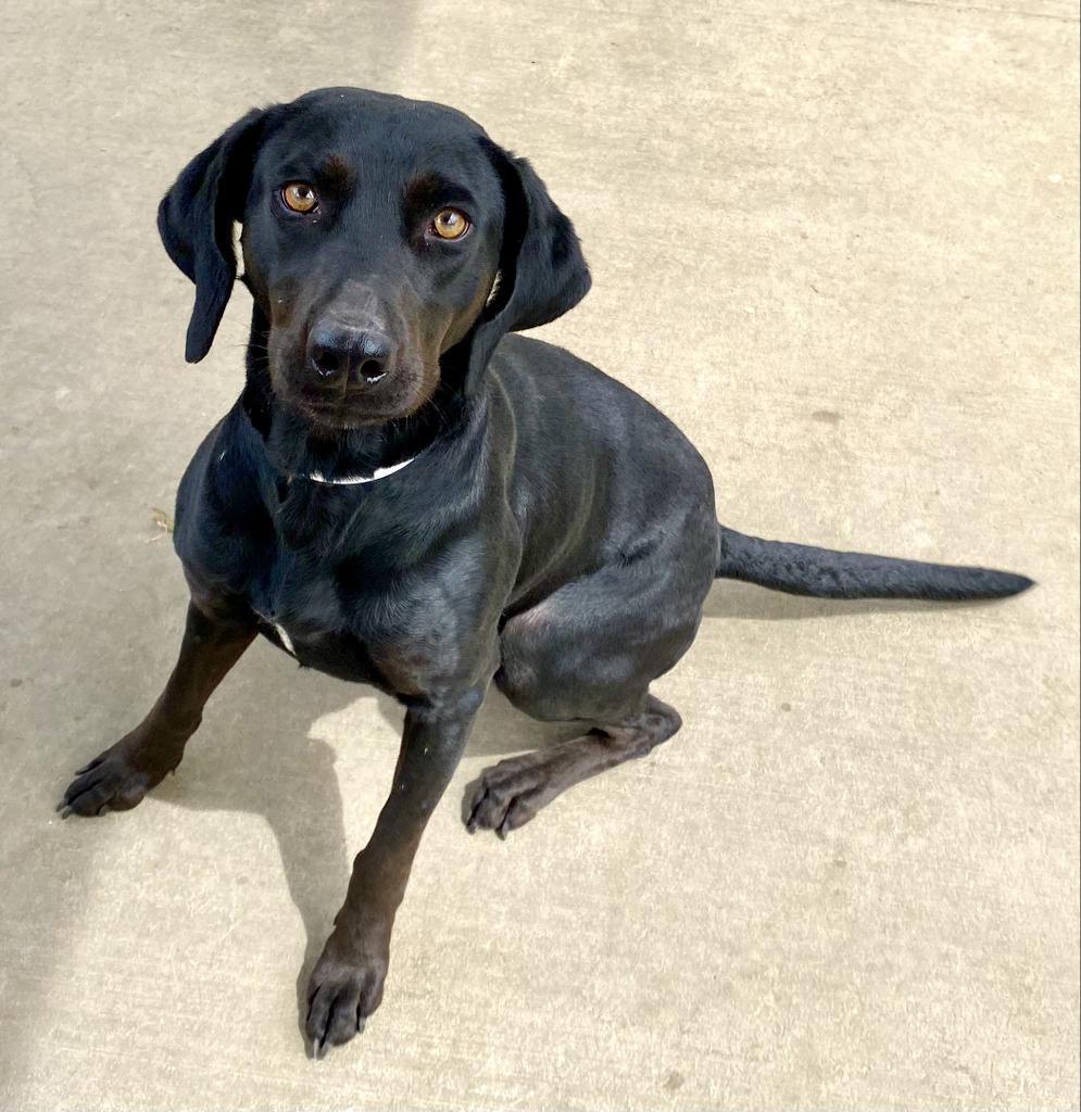 Samantha, an adoptable Labrador Retriever, Coonhound in Albany, GA, 31706 | Photo Image 4