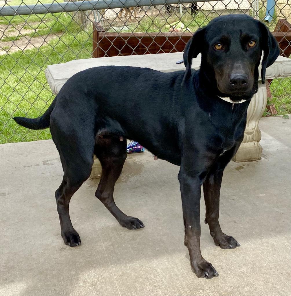 Samantha, an adoptable Labrador Retriever, Coonhound in Albany, GA, 31706 | Photo Image 5